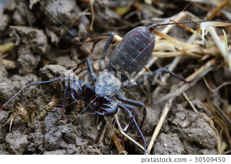 Tawan Sasorimodoki 30509450