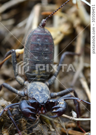 Tawan Sasorimodoki Tawan Sasorimodoki 30509451