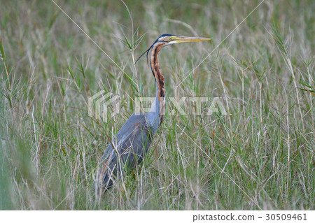 Murasakagi Murasakagi 30509461