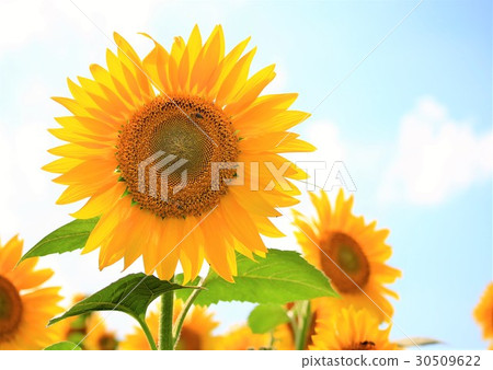 向日葵 30509622