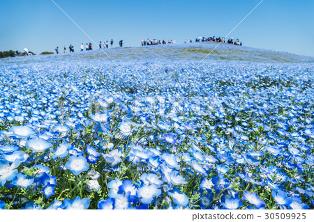 Nemofila Miyacho no Oka Nemofila Miyacho no Oka 30509925