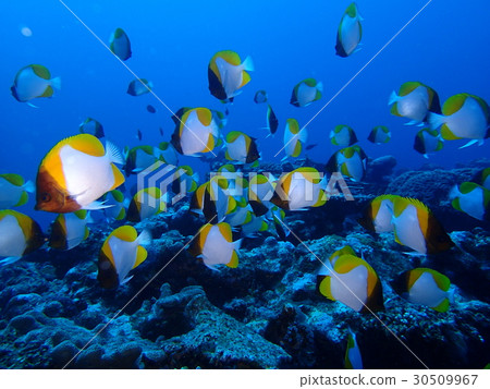 Flock of Kasumi butterfly Flock of Kasumi butterfly 30509967