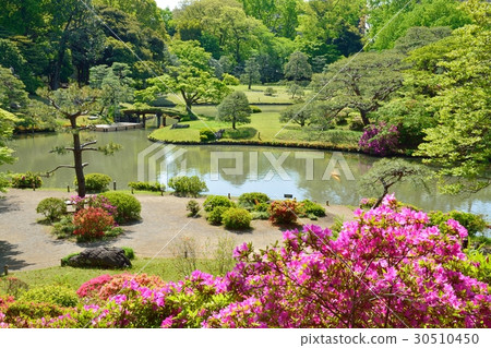 新鮮的綠色Rokugien 新鮮的綠色Rokugien 30510450