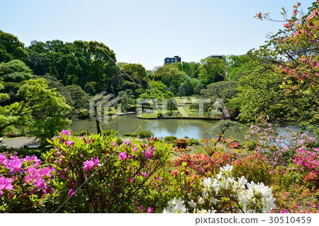 新鮮的綠色Rokugien 新鮮的綠色Rokugien 30510459