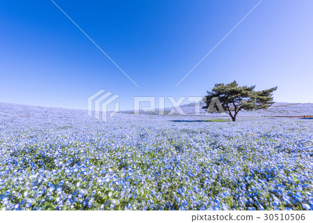Nemophila of Hitachi Seaside Park 30510506