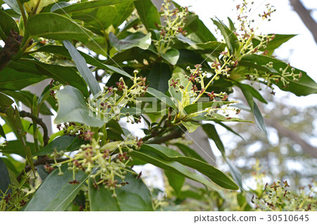 Male flower of Aoki Male flower of Aoki 30510645