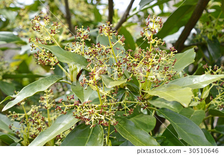 Male flower of Aoki Male flower of Aoki 30510646