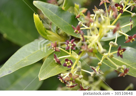 Male flower of Aoki 30510648