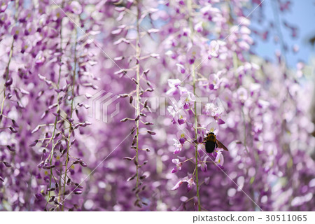 Wisteria with wisteria 30511065