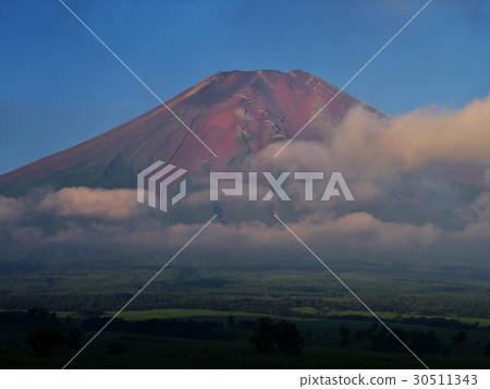 Red Fuji of Pearlaw 30511343