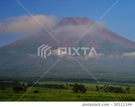 Red Fuji of Pearlaw 30511344