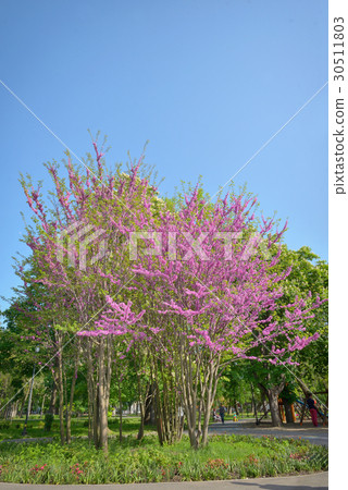 Cercis siliquastrumJudas tree 30511803