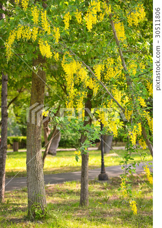 Cassia fistula flower 30511806