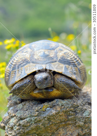 Testudo graeca ibera Testudo graeca ibera 30511809
