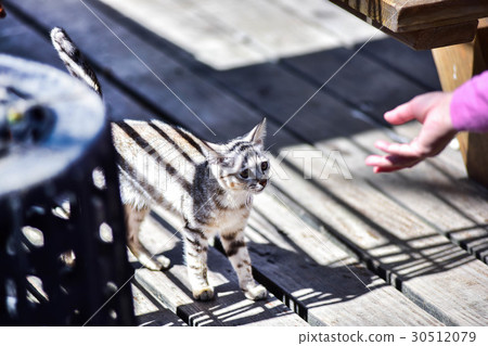 Expectation Expectation 30512079