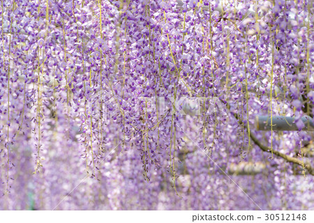  Wisteria flowers 30512148
