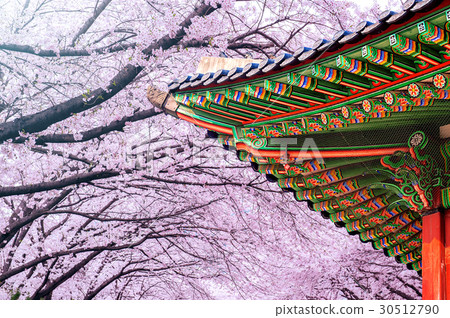 Gyeongbokgung Palace with cherry blossom in spring 30512790