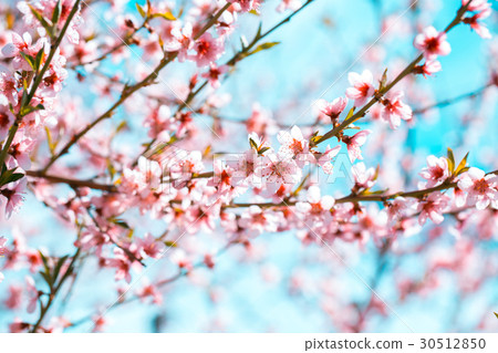 The peach tree is in bloom with beautiful flowers 30512850
