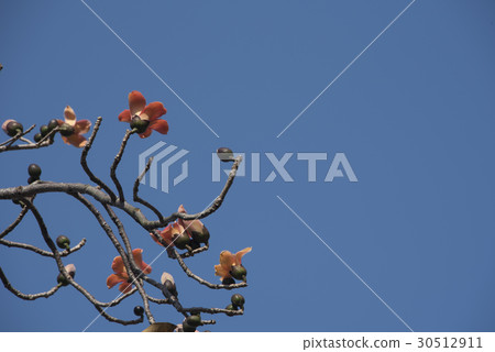 木棉花 30512911