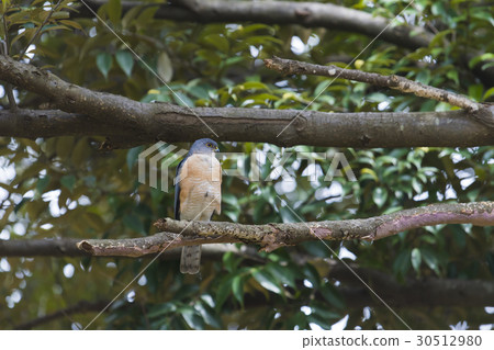 Tsumi男（麻雀） 30512980