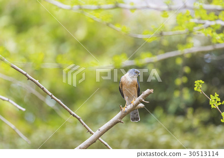 Tsumi Male (sparrow) 30513114
