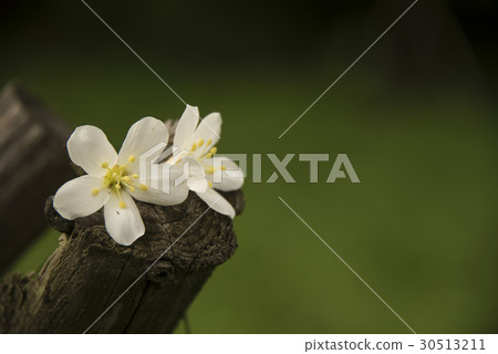 Tung tree flower 30513211