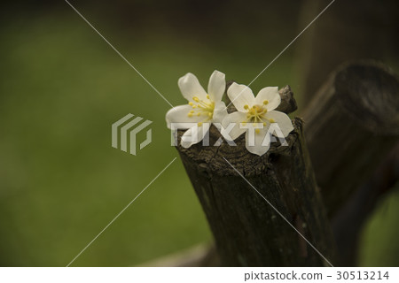 油桐花 30513214