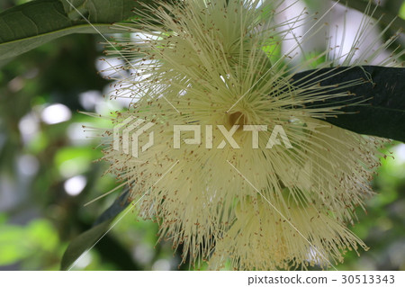 京都植物園的“桃金孃科” 30513343