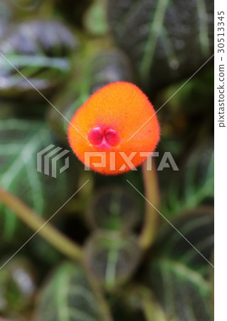 Pairuke Hiroki Rute Flora Pairuke Hiroki Rute Flora 30513345