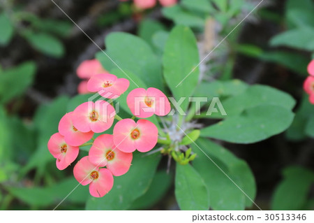 Hanakilin 30513346