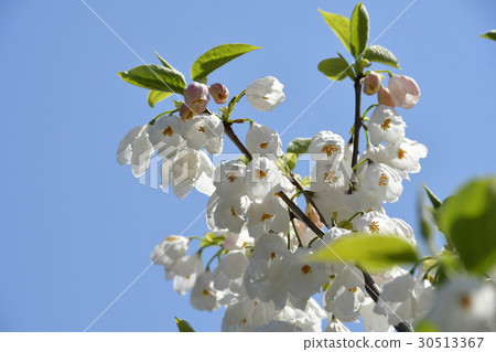 Halalia · Monticola Flower 30513367