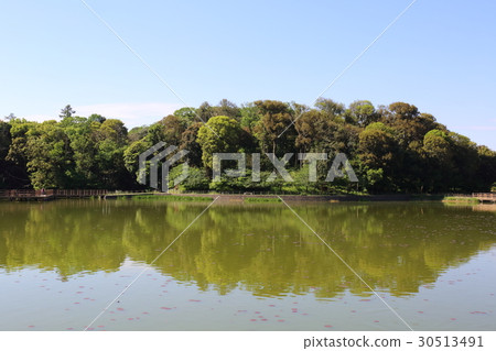 Nara Kashihara Jingumu Fukada Pond 30513491