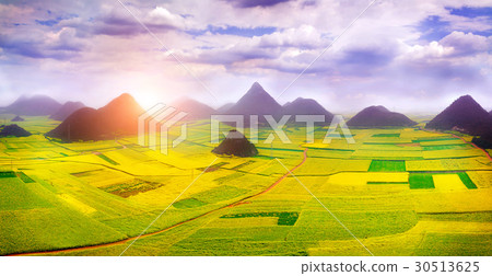 Canola field, rapeseed flower field. 30513625