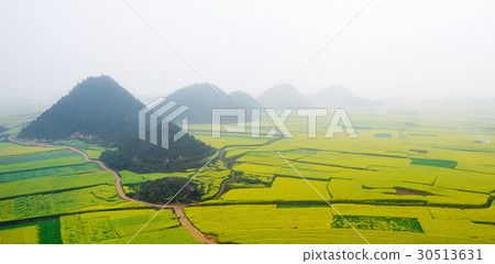 Canola field, rapeseed flower field. 30513631