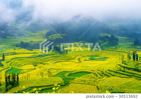 Canola field, rapeseed flower field. 30513692