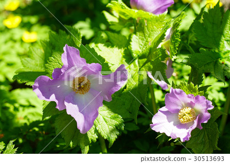 Yamano草，Shiranea oi花 30513693