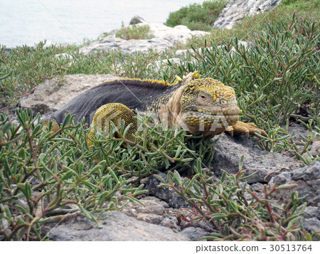 加拉帕戈斯Liquiguana 加拉帕戈斯Liquiguana 30513764