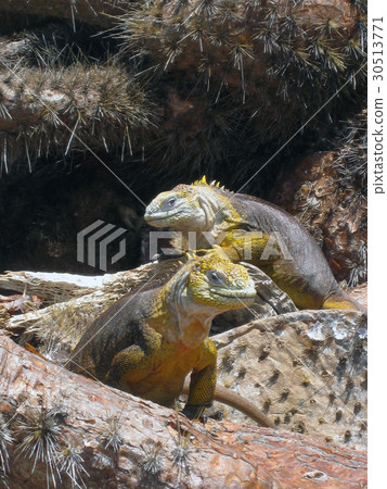 加拉帕戈斯Liquiguana 30513771