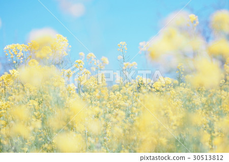 Nanohana Nanohana 30513812