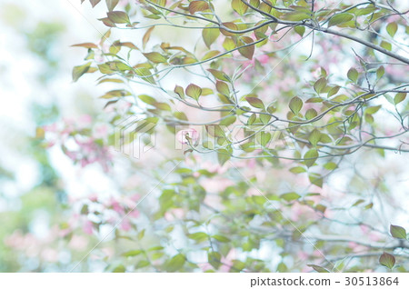 萸 萸 30513864