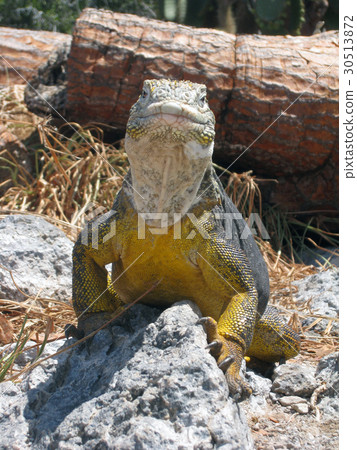 加拉帕戈斯Liquiguana 加拉帕戈斯Liquiguana 30513872