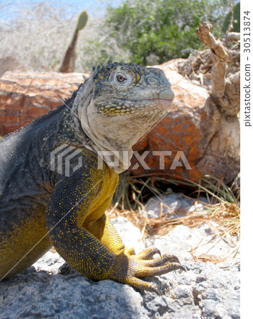 加拉帕戈斯Liquiguana 30513874