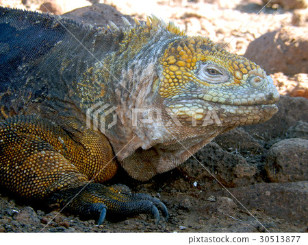 加拉帕戈斯Liquiguana 加拉帕戈斯Liquiguana 30513877