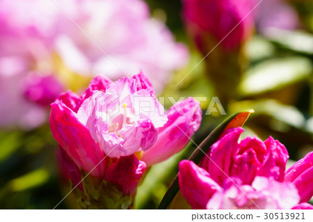 Hakusan rhododendron flower 30513921
