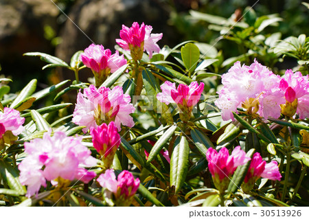 白山杜鵑花開花的花花束股票 30513926