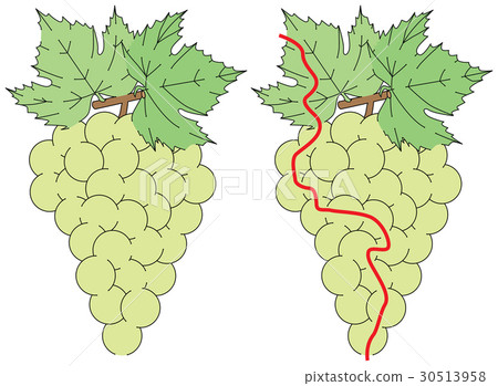 Easy grapes maze - Stock Illustration [30513958] - PIXTA