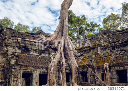 Trees growing out of Ta Prohm temple, Angkor Wat. 30514071