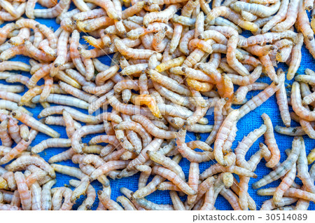 Silkworm Silkworm 30514089