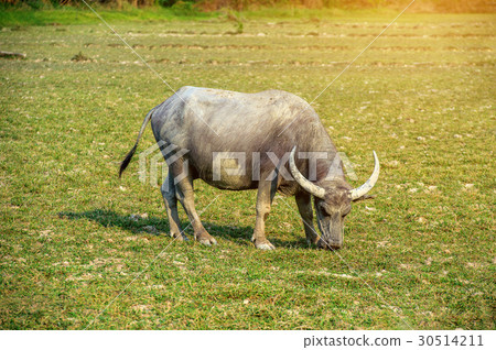 Buffalo in the field. 30514211