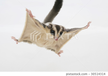 Floromondonga跳 30514314